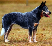 Pastor ganadero australiano (Boyero australiano, Australian cattle dog)