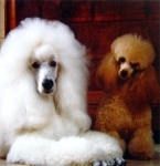 Caniche (French Poodle)