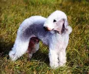 Bedlington Terrier
