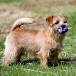 Norfolk Terrier (terrier de norfolk)