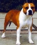American Staffordshire terrier (Amstaff)