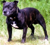 Staffordshire bull terrier (Staffy)