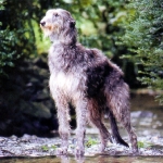 Deerhound (Lebrel Escocés)