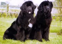 Terranova (perro)