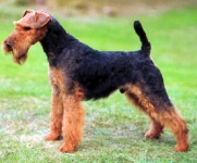 Welsh Terrier (Terrier galés)