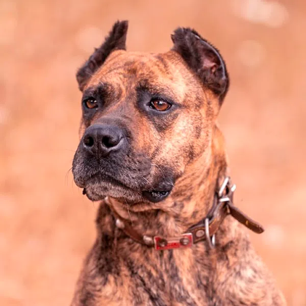 miniatura raza perro-alano español